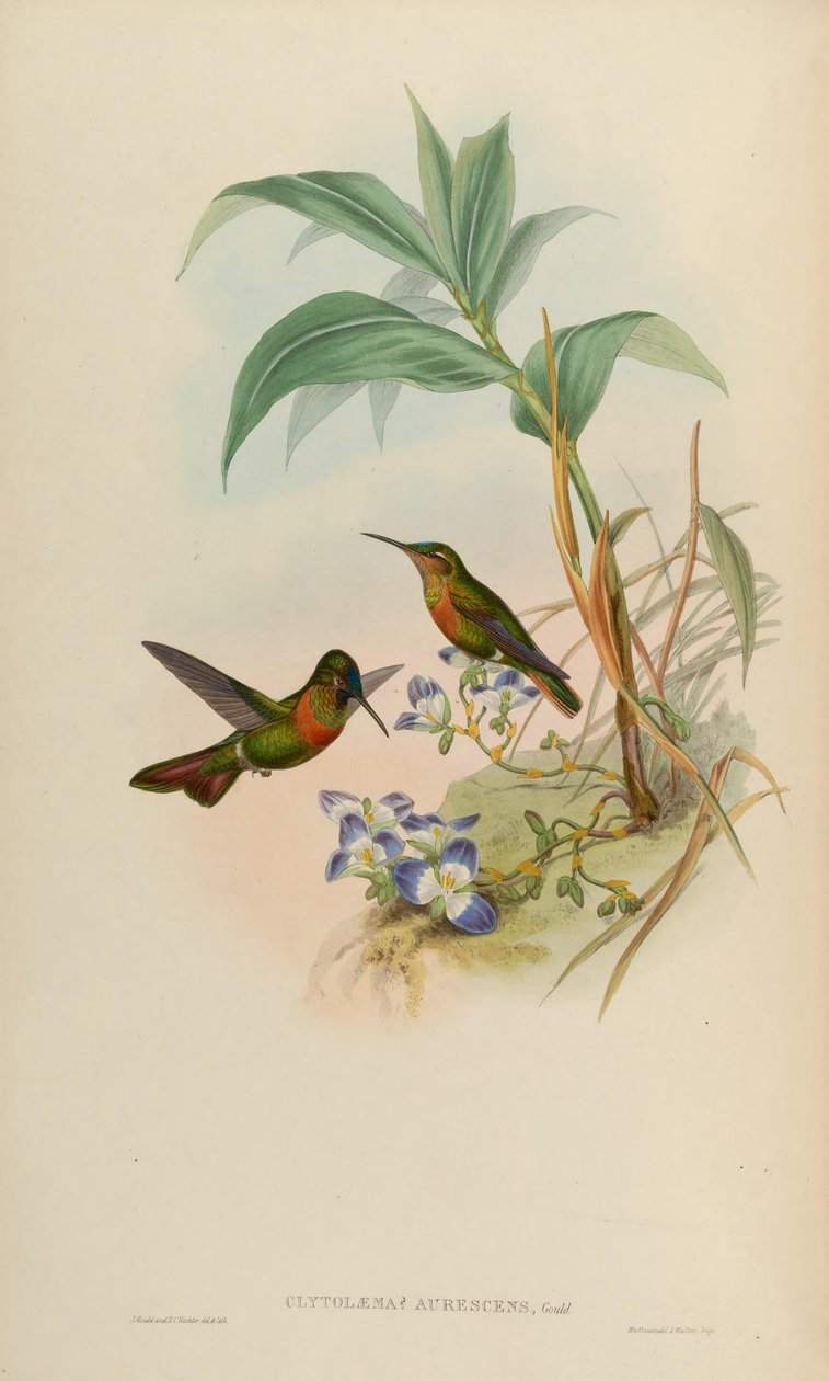 Clytolaema aurescens = Polyplancta aurescens alkotó: John Gould