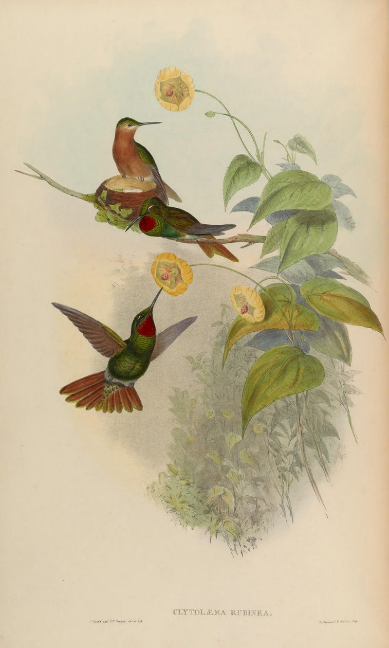 Clytolaema rubinea = Clytolaema rubinea alkotó: John Gould