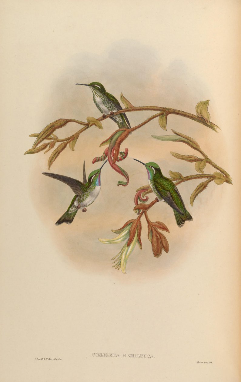 Coeligena hemileuca = Lampornis hemileucus alkotó: John Gould