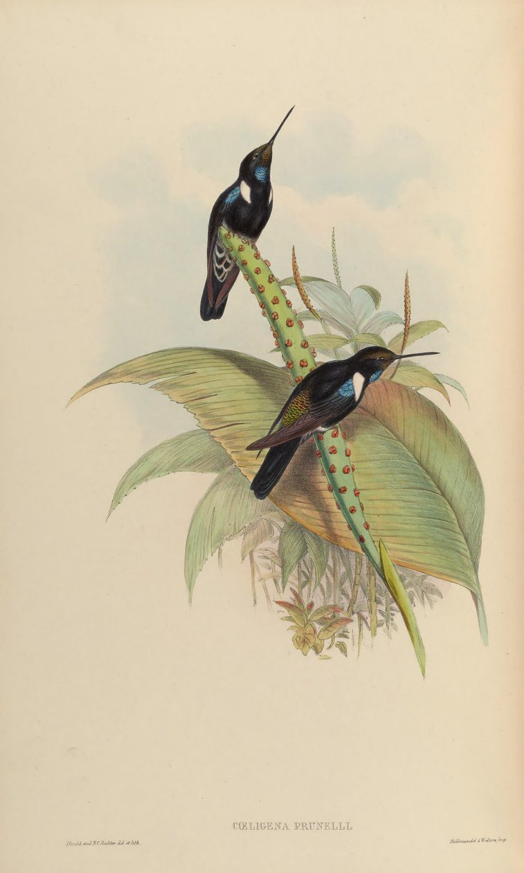 Coeligena prunellei alkotó: John Gould