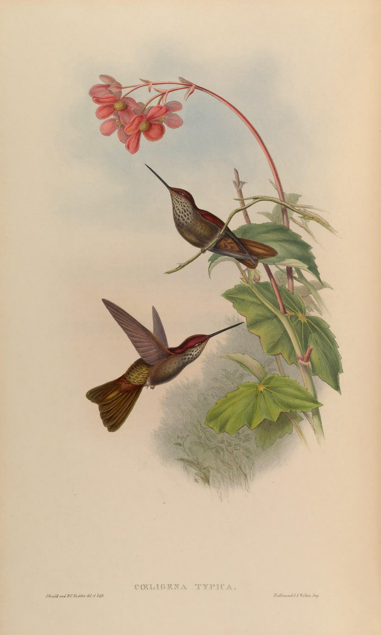 Coeligena typica = Coeligena coeligena alkotó: John Gould