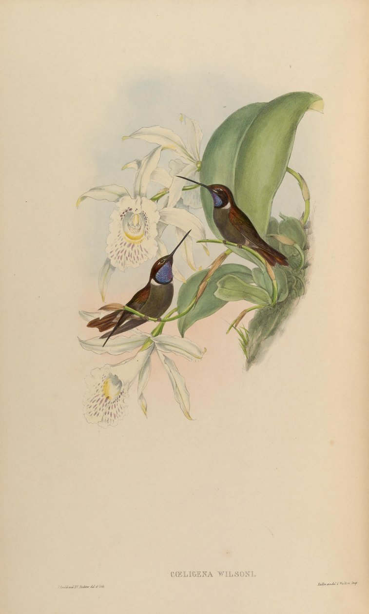 Coeligena wilsoni alkotó: John Gould