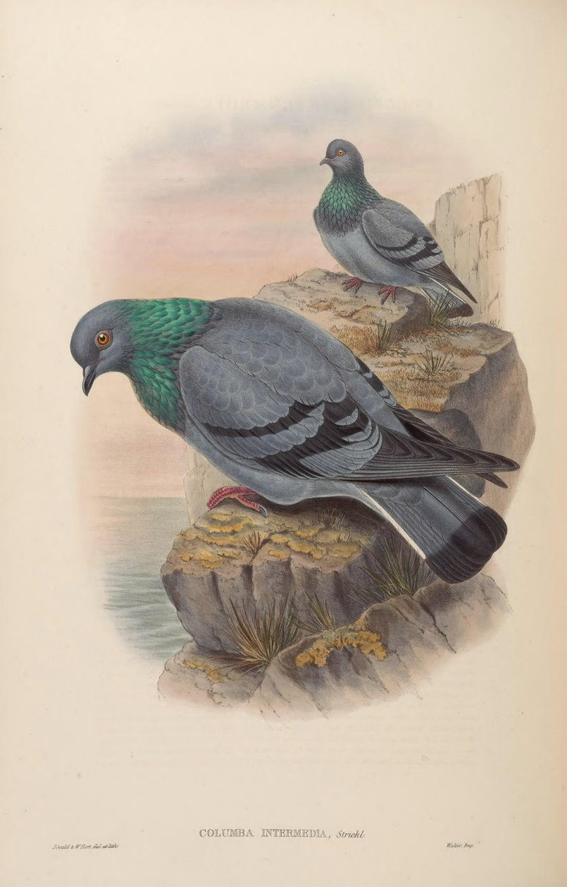 Columba intermedia = Columba livia intermedia alkotó: John Gould