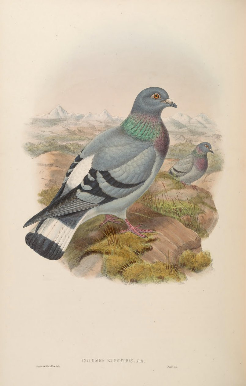Columba rupestris alkotó: John Gould