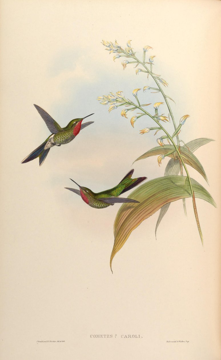 Caroli üstökös = Polyonomus caroli alkotó: John Gould