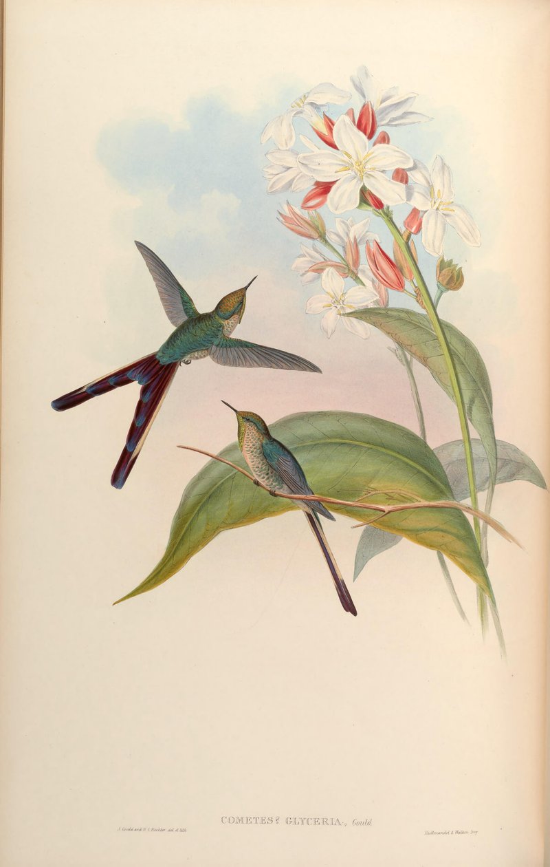 Glyceria üstökös = Győzelem leszbiája x Ramphomicron microrhynchus alkotó: John Gould