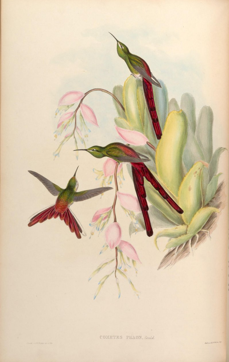 Üstökösök phaon = Sappho sparganura alkotó: John Gould