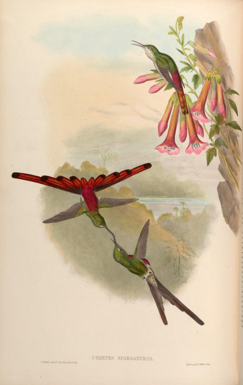 Cometes sparganurus = Sappho sparganura alkotó: John Gould