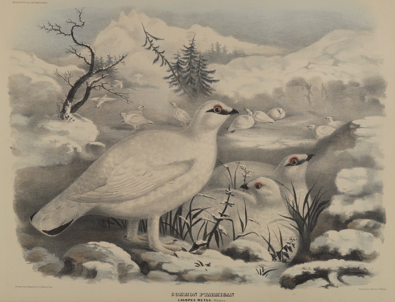Cserebogár alkotó: John Gould