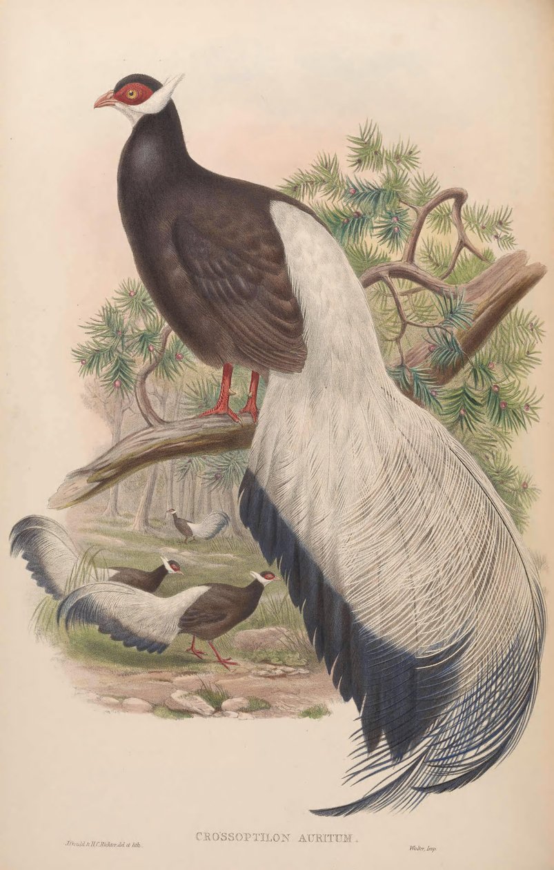 Crossoptilon auritum alkotó: John Gould