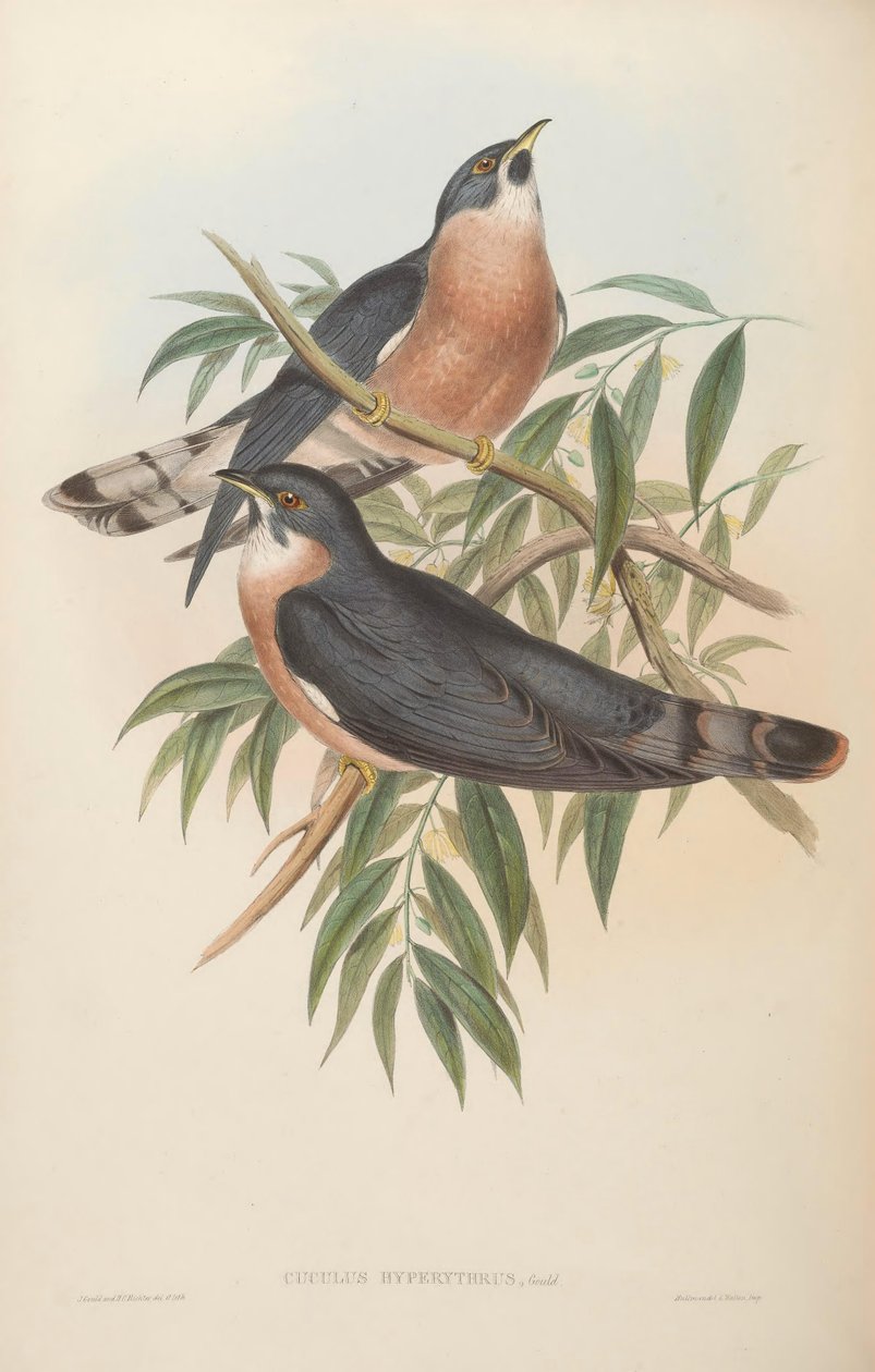 Cuculus hyperythrus = Hierococcyx hyperythrus alkotó: John Gould