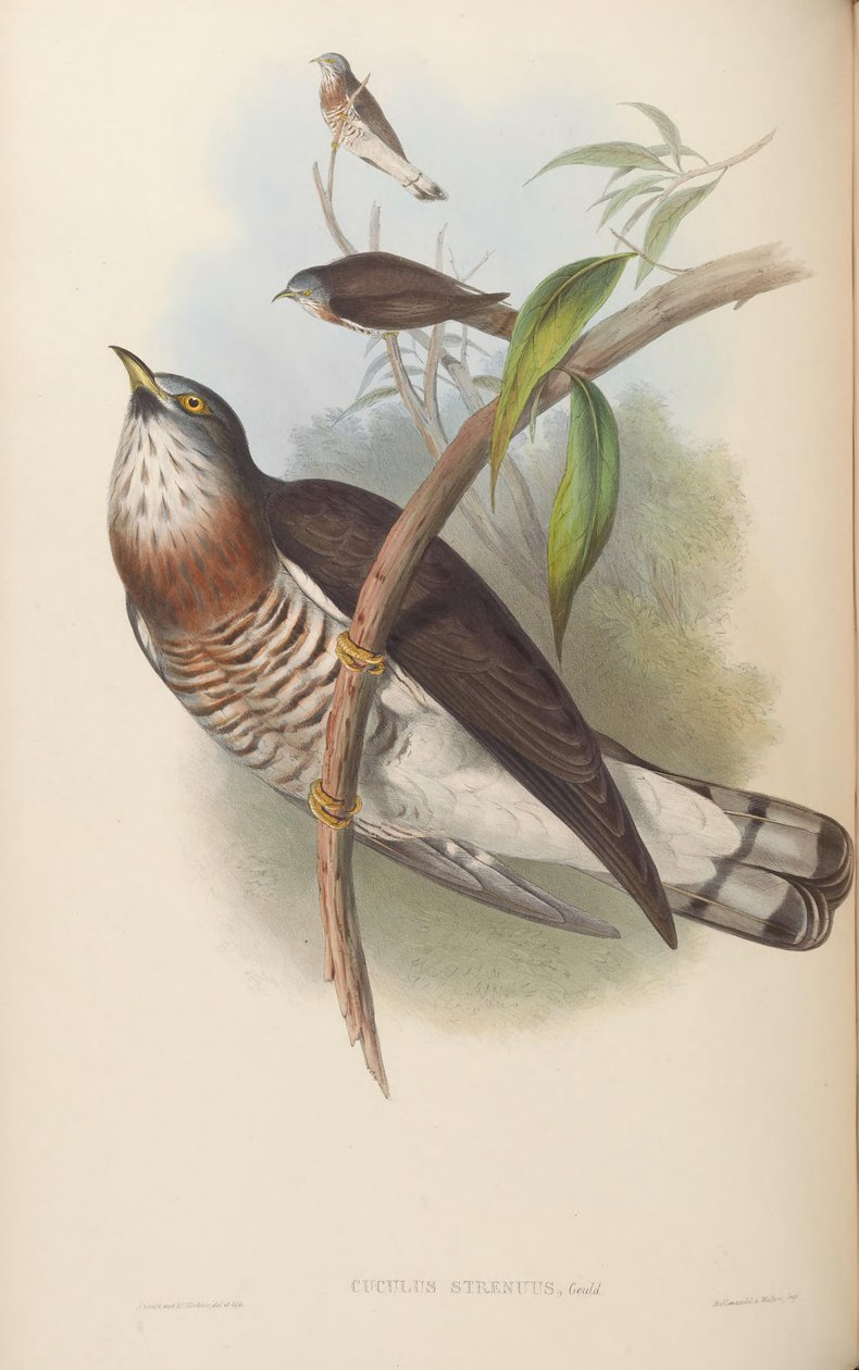 Cuculus erőteljes = Hierococcyx sparverioides alkotó: John Gould