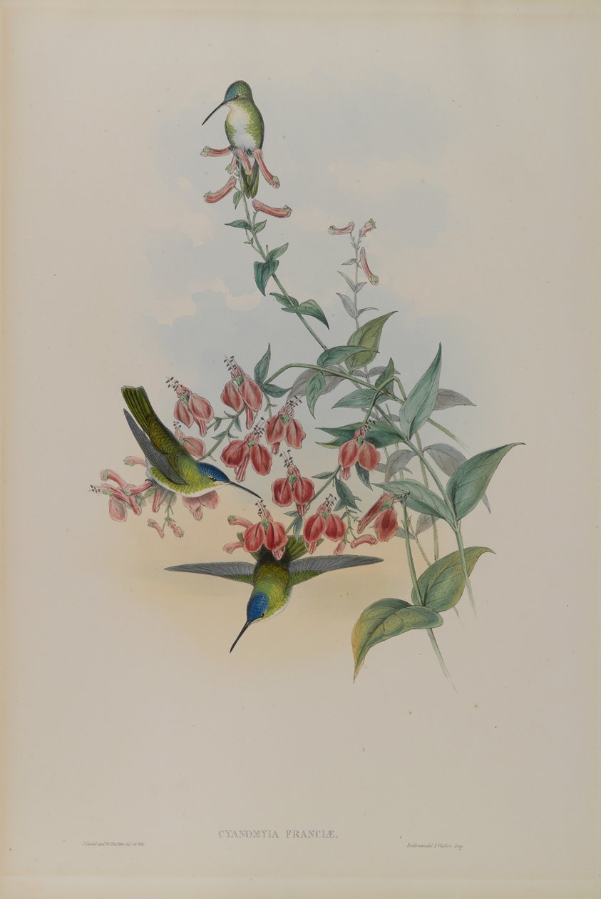 Cyanomyia Franciae: Francias Azúrkék Korona alkotó: John Gould