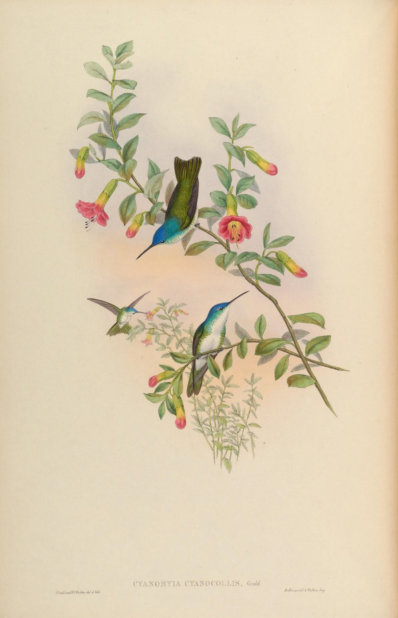 Cyanomyia cyanicollis = Amazilia franciae cyanicollis alkotó: John Gould