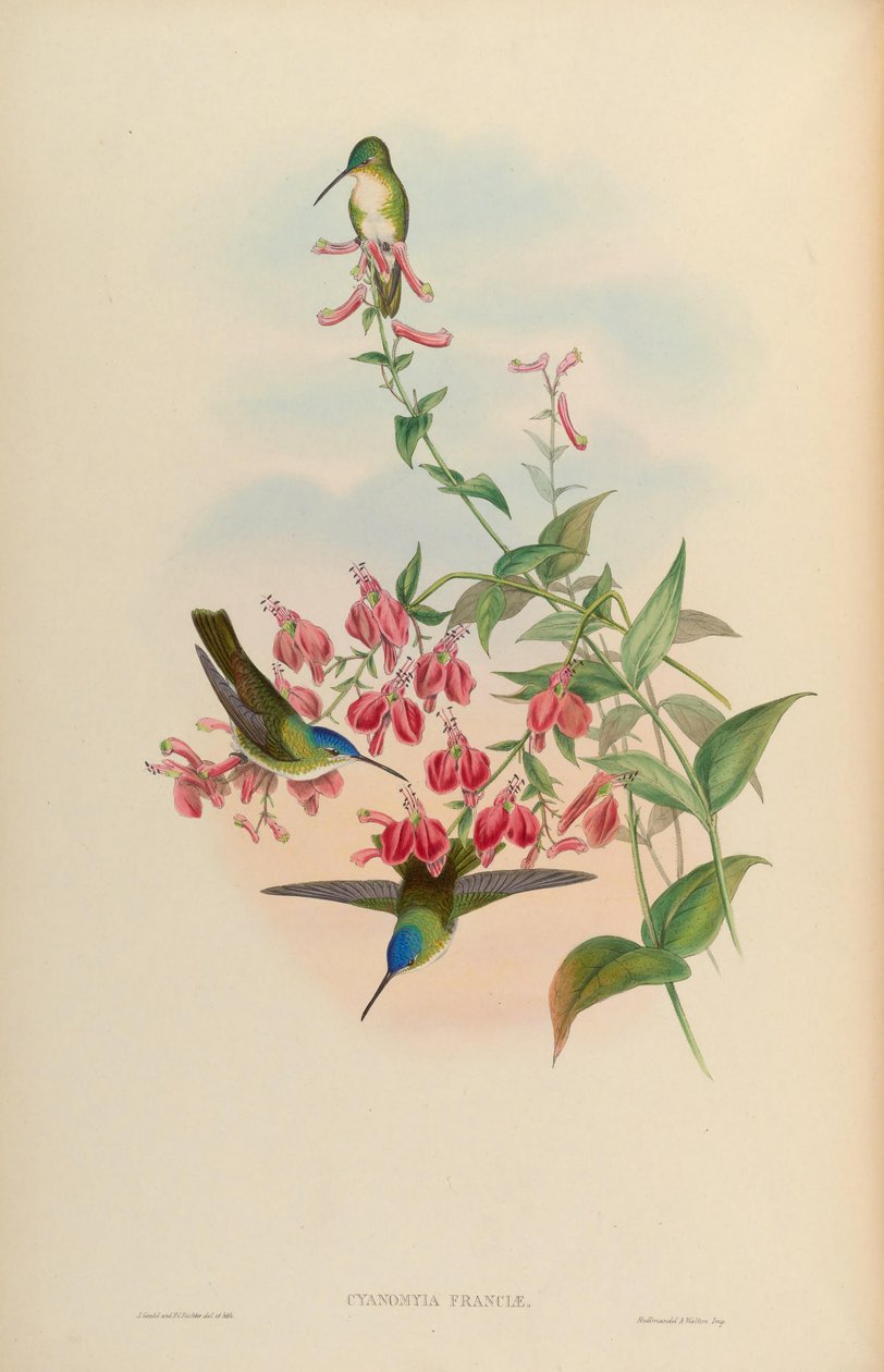 Cyanomyia franciae = Amazilia franciae alkotó: John Gould