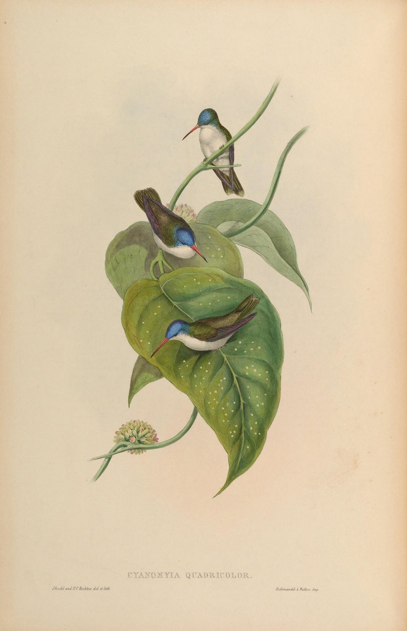 Cyanomyia quadricolor = Amazilia violiceps alkotó: John Gould