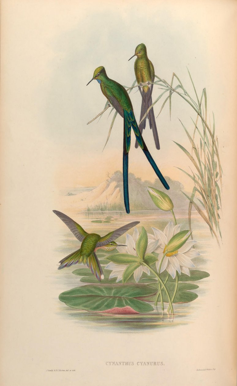 Cynanthus cyanurus = Aglaiocercus kingi alkotó: John Gould