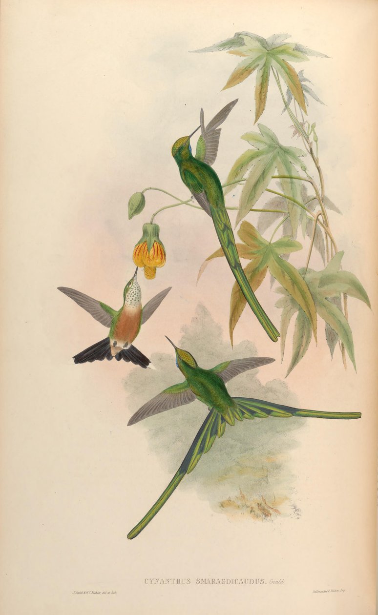 Synaranths smaragd = smaragd smaragd kingy alkotó: John Gould