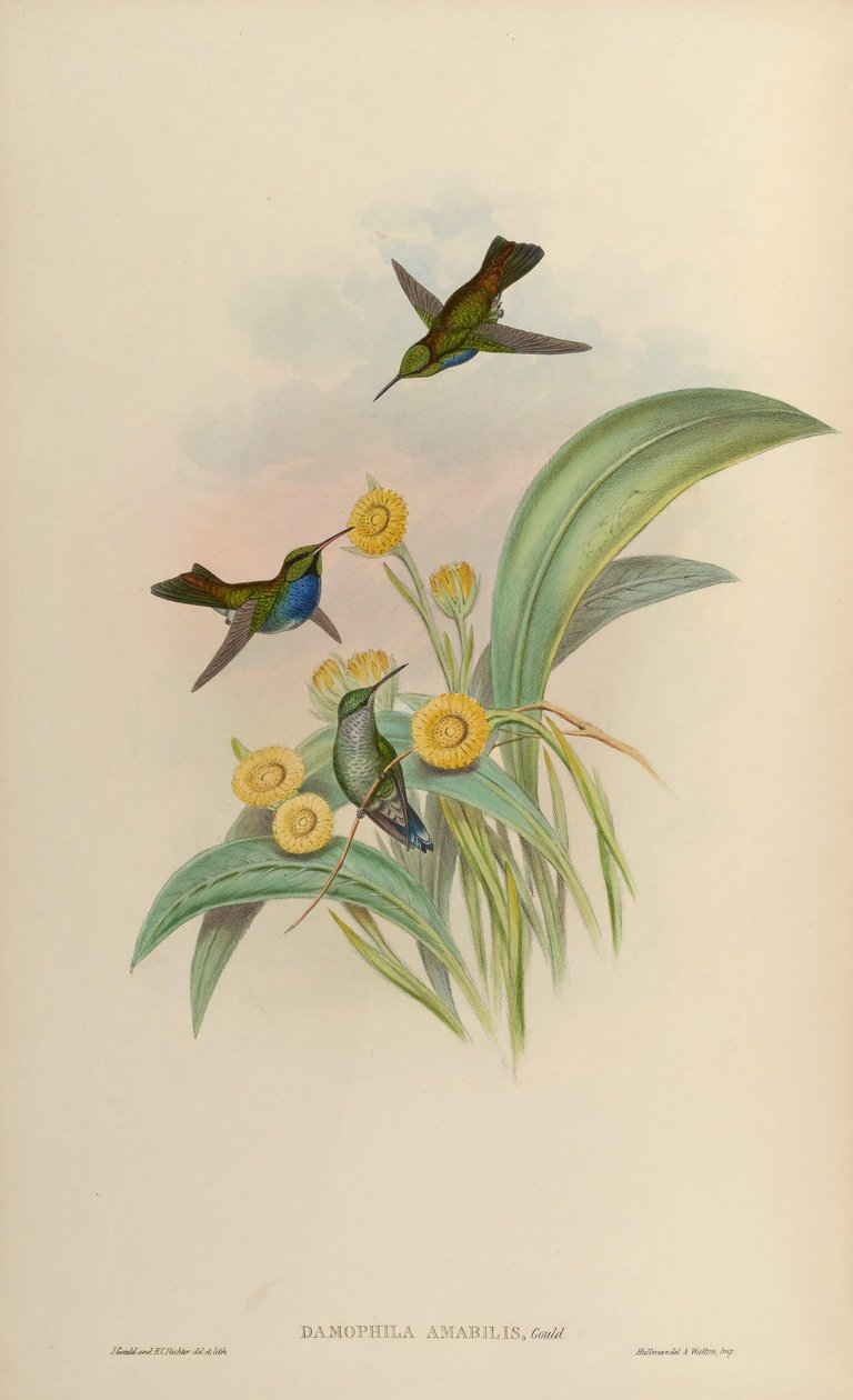 Damophila amabilis = Amazilia amabilis alkotó: John Gould