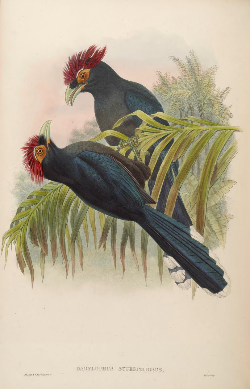 Dasylophus superciliosus alkotó: John Gould