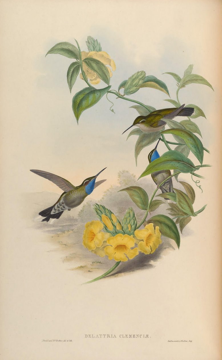 Delattria clemenciae = Lampornis clemenciae alkotó: John Gould