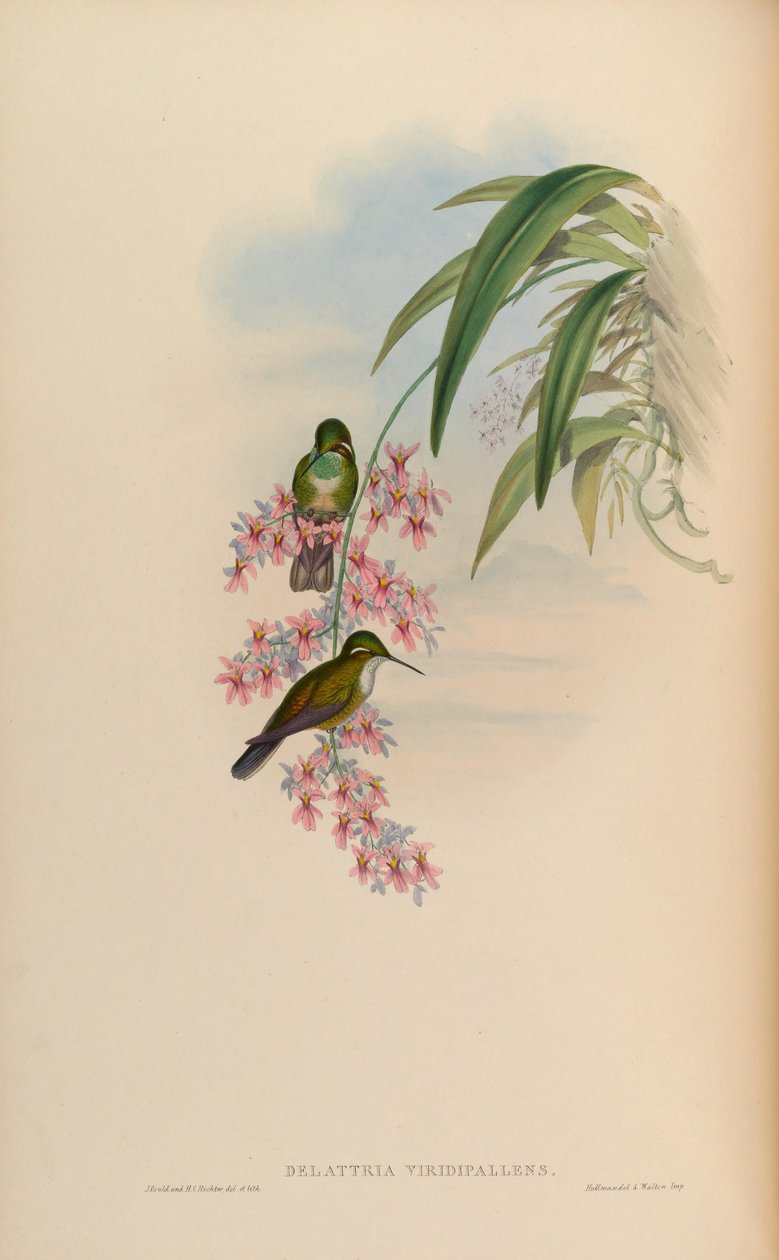 Delattria viridispallens = Lampornis alkotó: John Gould