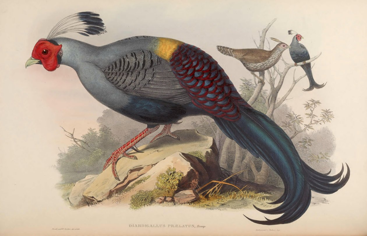 Diardigallus prelátus = Lophura diardi [2] alkotó: John Gould