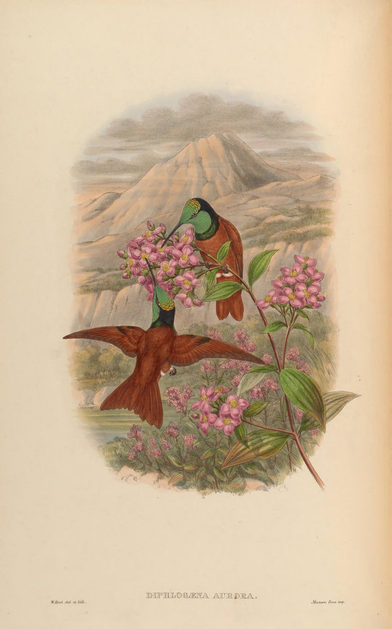 Diphlogaena aurora = Coeligena iris aurora alkotó: John Gould