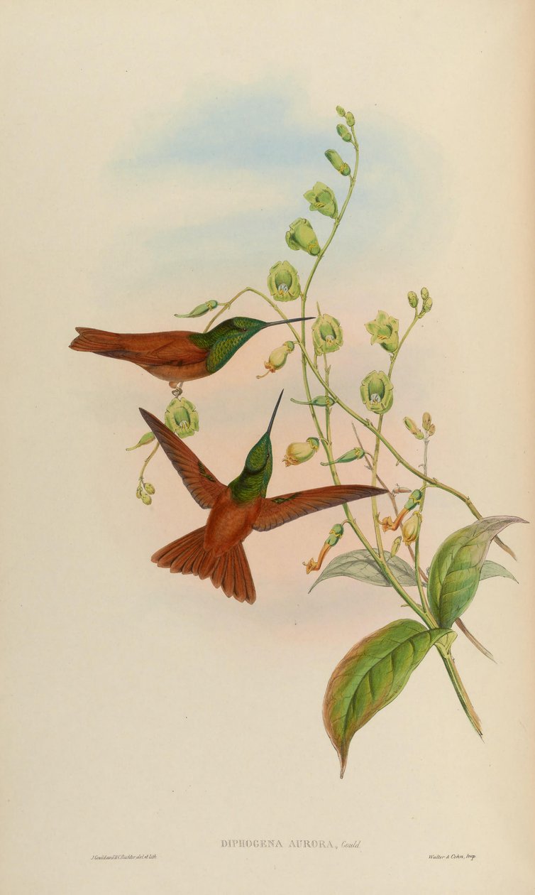 Diphogena aurora = Coeligena iris aurora alkotó: John Gould