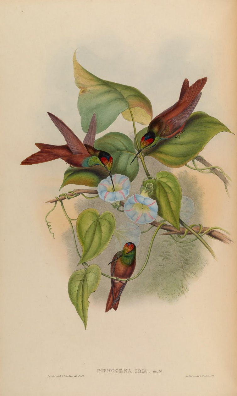 Diphogena írisz alkotó: John Gould