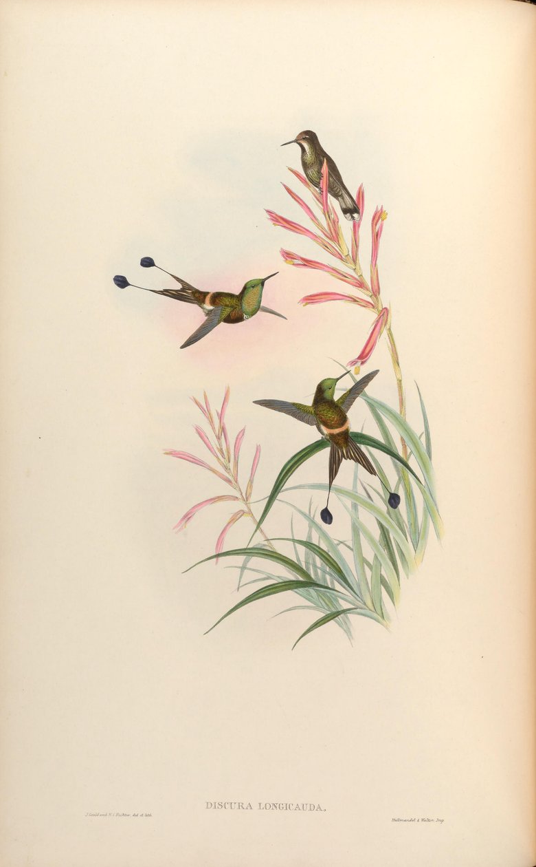 Discura longicauda = Discosura longicauda alkotó: John Gould