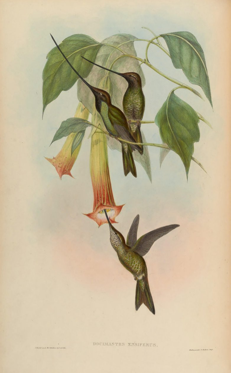Docimastes ensiferus = Ensifera ensifera alkotó: John Gould