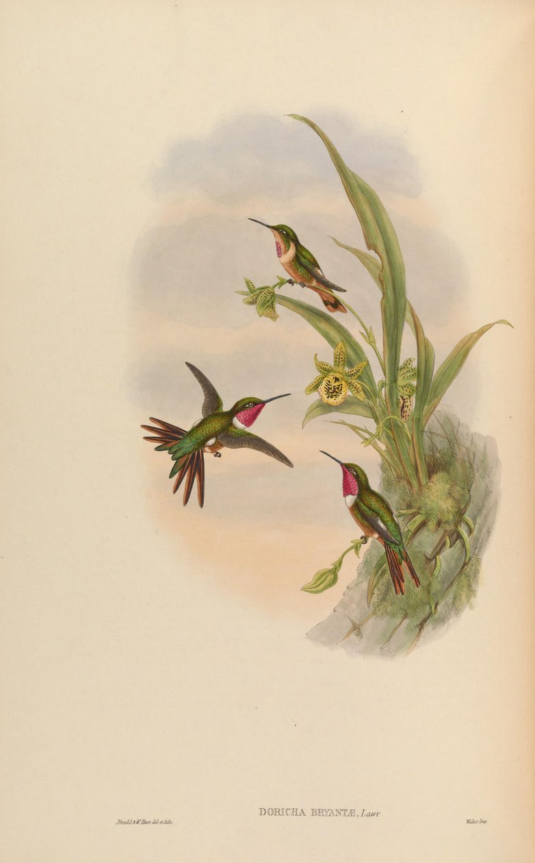 Doricha bryantae = Calliphlox bryantae alkotó: John Gould