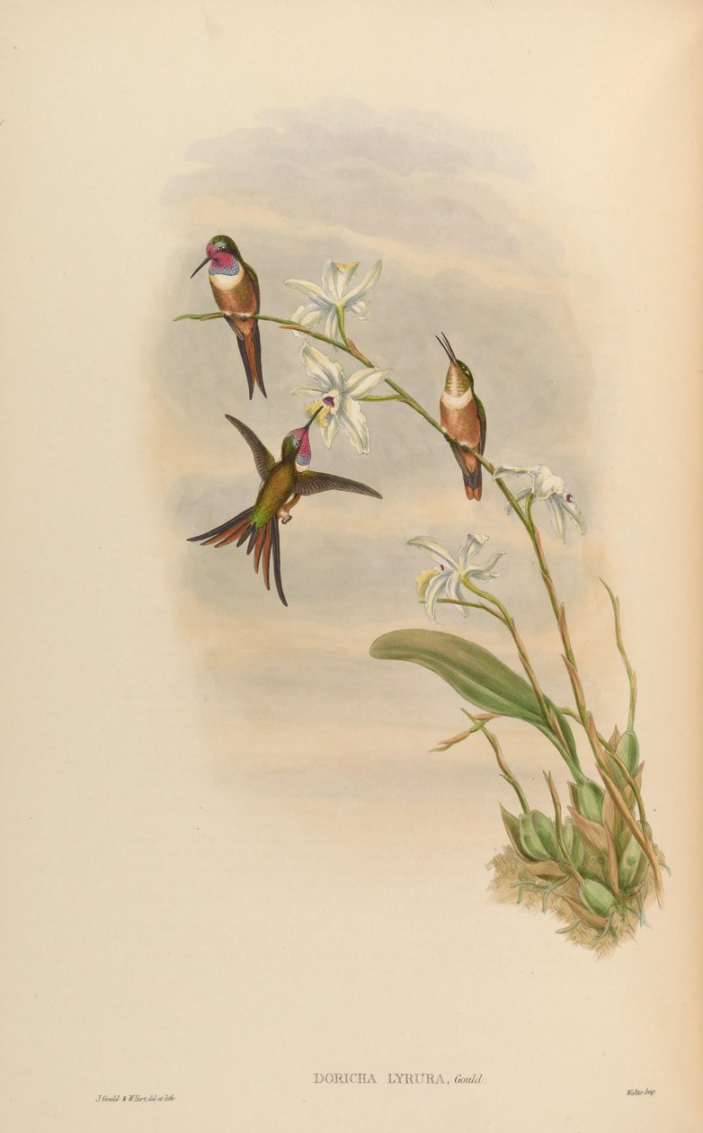 Doricha lyrura = Calliphlox evelynae alkotó: John Gould