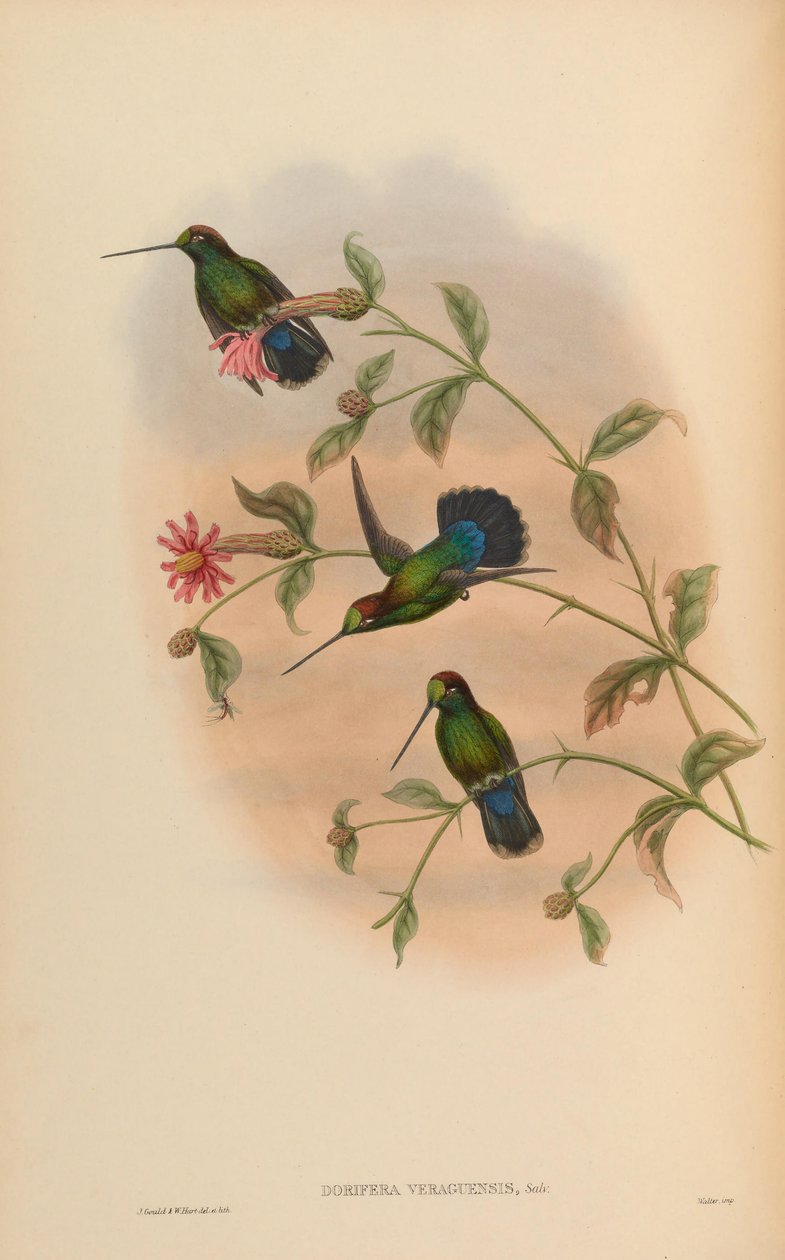 Dorifera veraguensis = Doryfera ludovicae veraguensis alkotó: John Gould