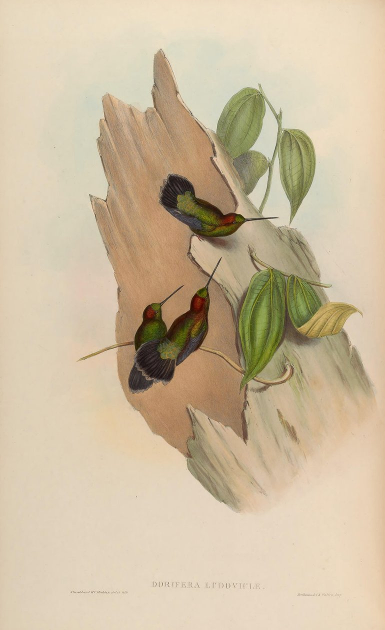 Doryfera ludoviciae alkotó: John Gould