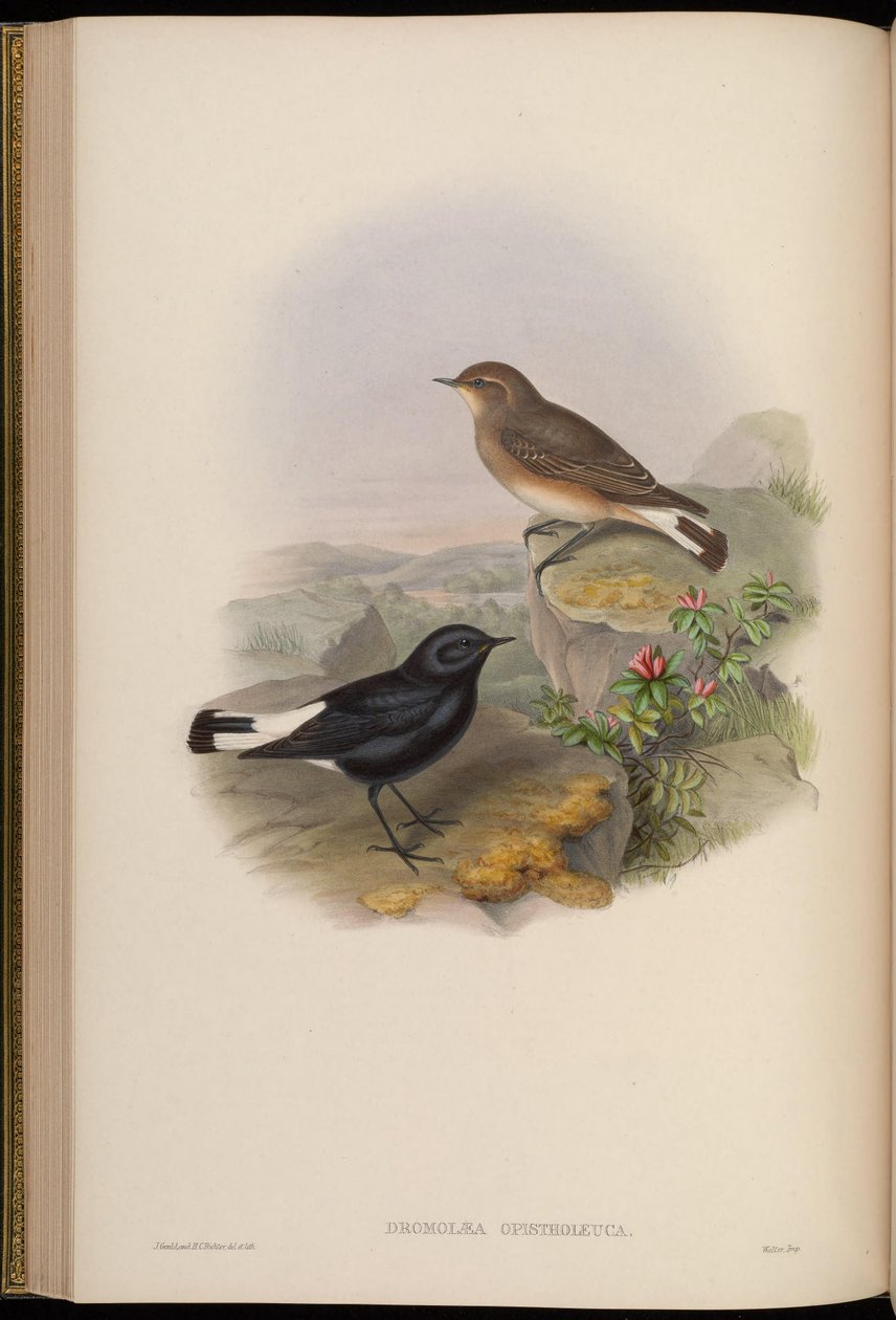 Hátsó fehér futók = Oenanthe pikata hátsó fehér alkotó: John Gould