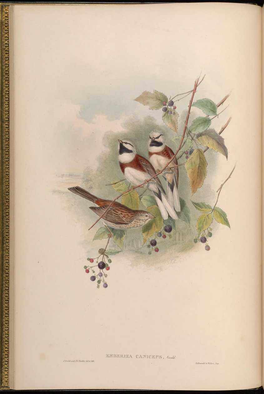 Emberiza caniceps = Emberiza stewarti alkotó: John Gould