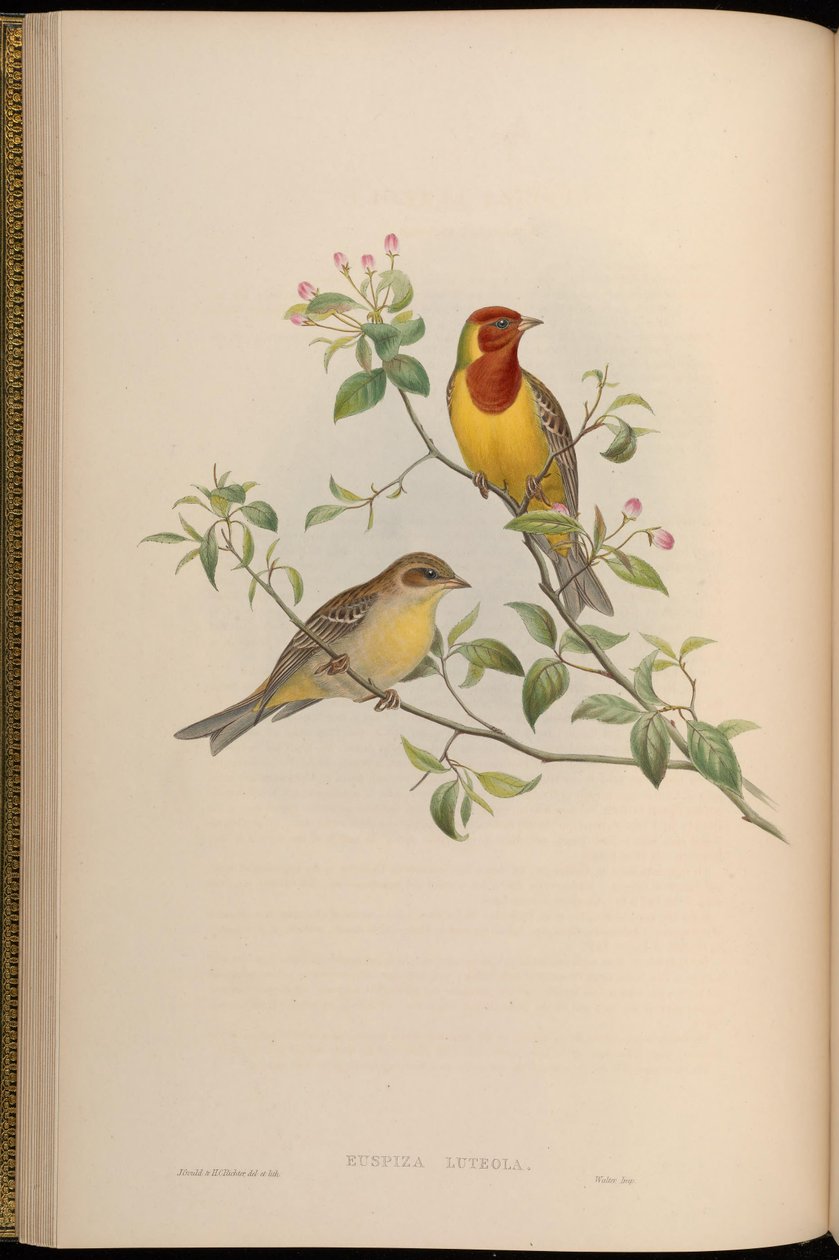 Emberiza luteola = Emberiza brunniceps alkotó: John Gould