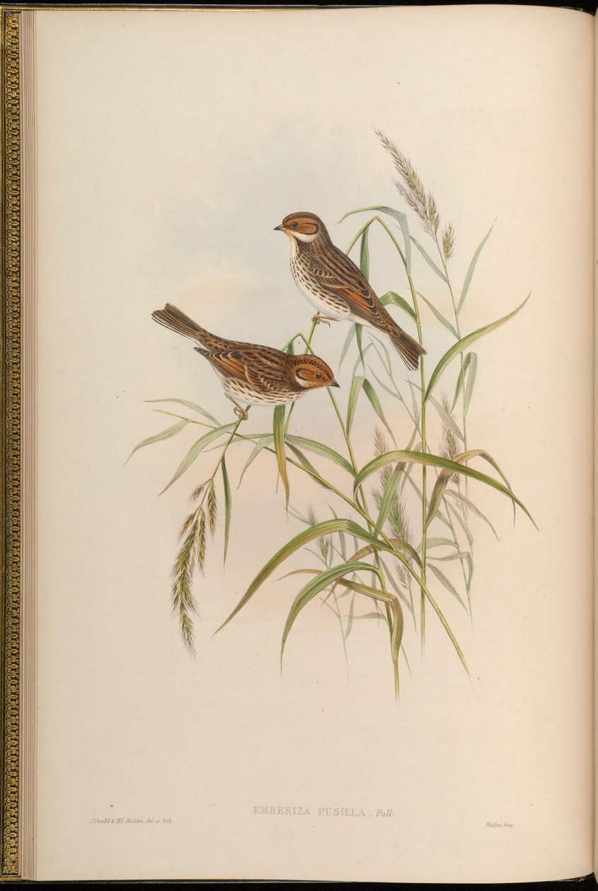 Emberiza pusilla alkotó: John Gould