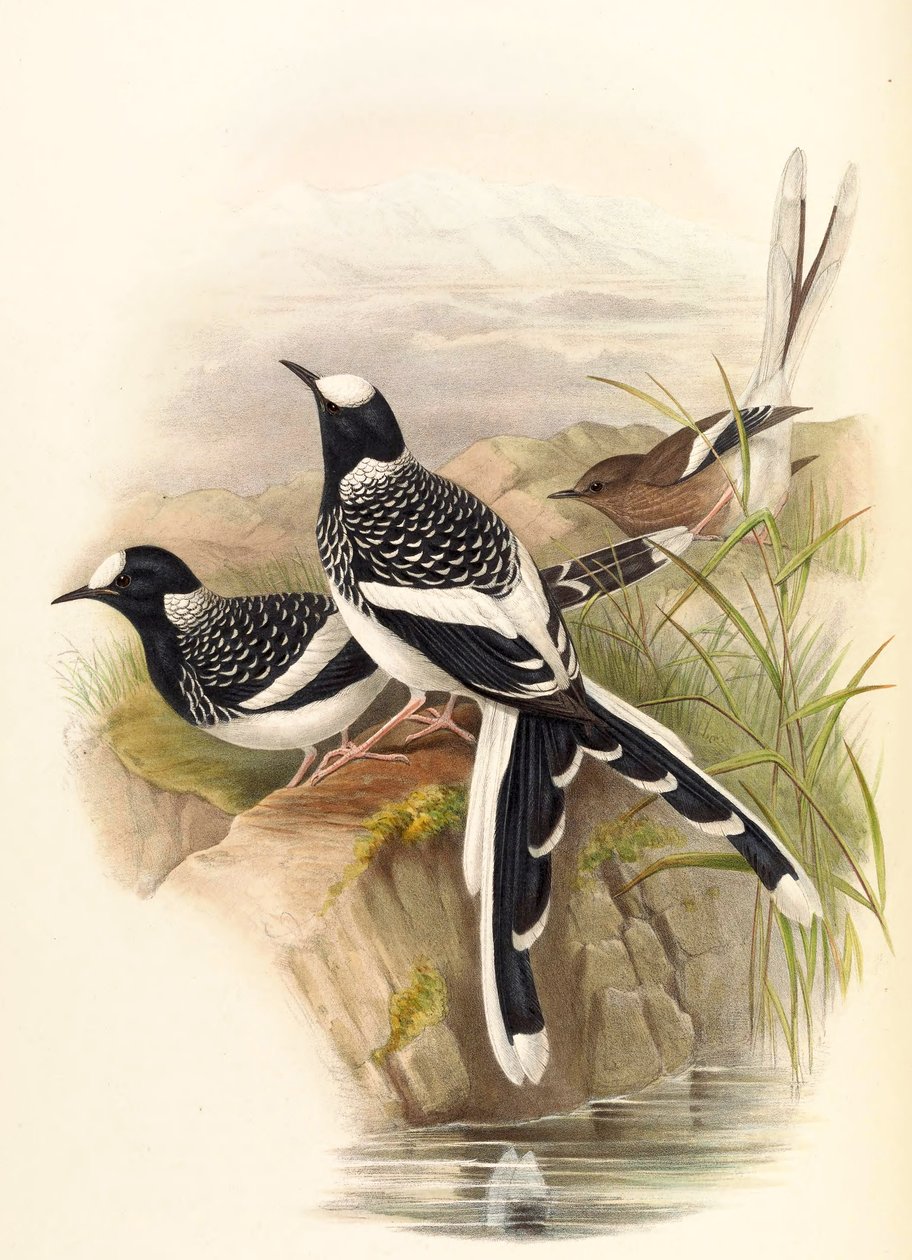 Enicurus maculatus alkotó: John Gould