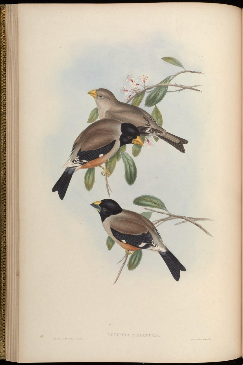 Eophona melanura = Eophona migratoria alkotó: John Gould