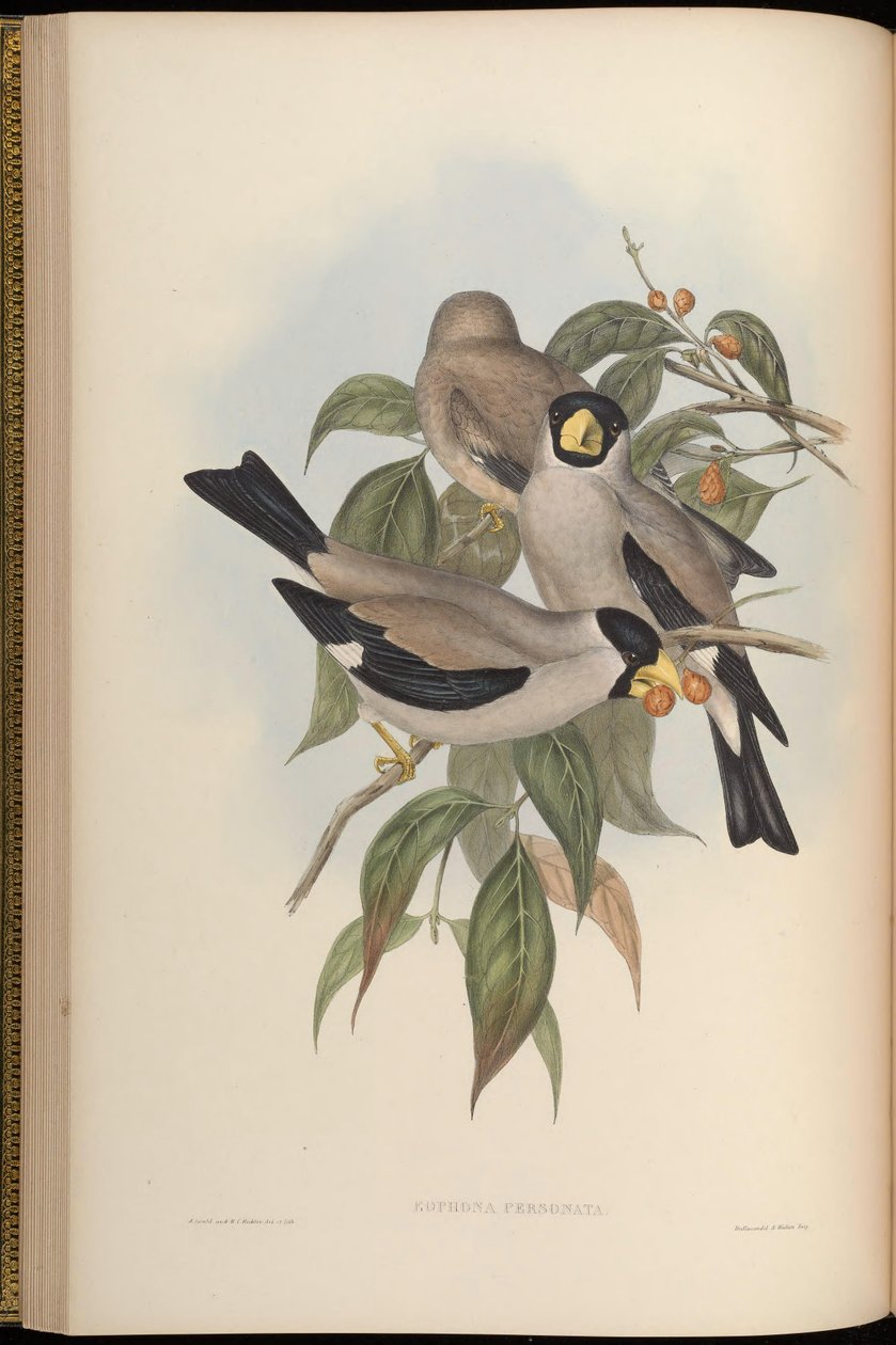 Eophona personata alkotó: John Gould