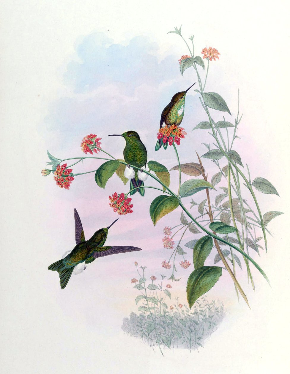 Eriocnemis aline = Bűn alkotó: John Gould