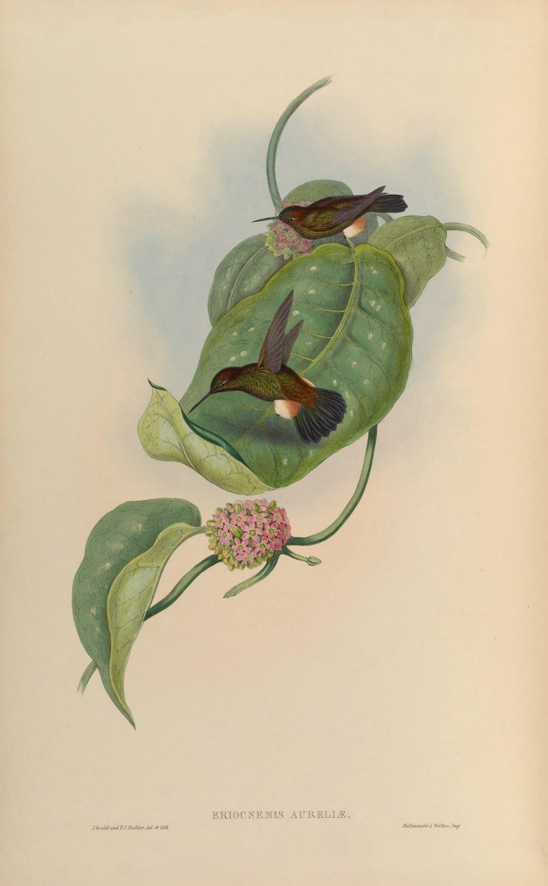 Eriocnemis pupae = Haplophaedia bábok alkotó: John Gould