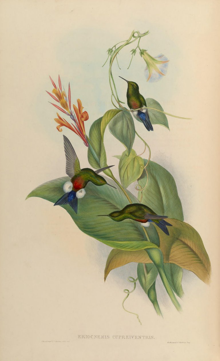 Eriocnemis cupreoventris alkotó: John Gould