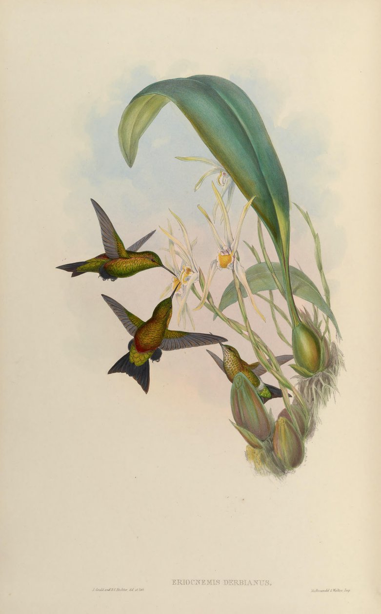 Eriocnemis derbyi alkotó: John Gould