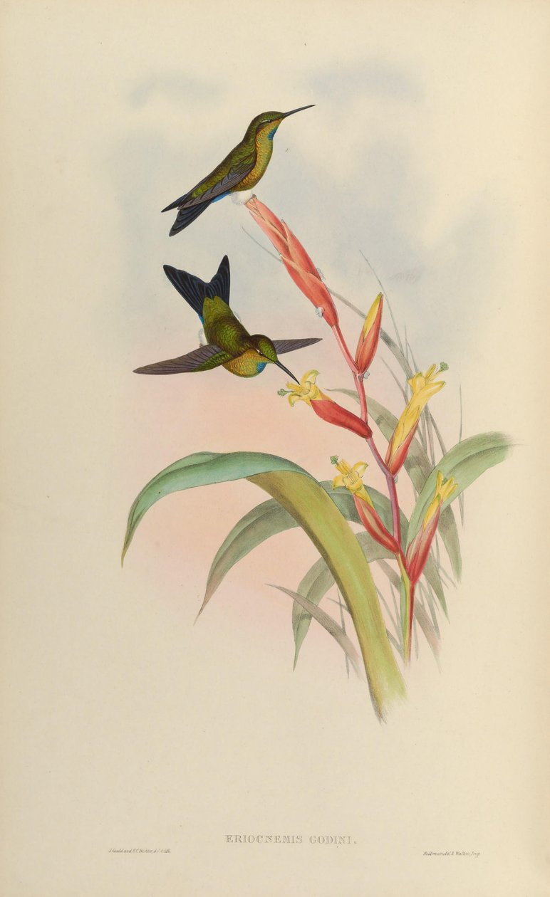 Eriocnemis godini alkotó: John Gould