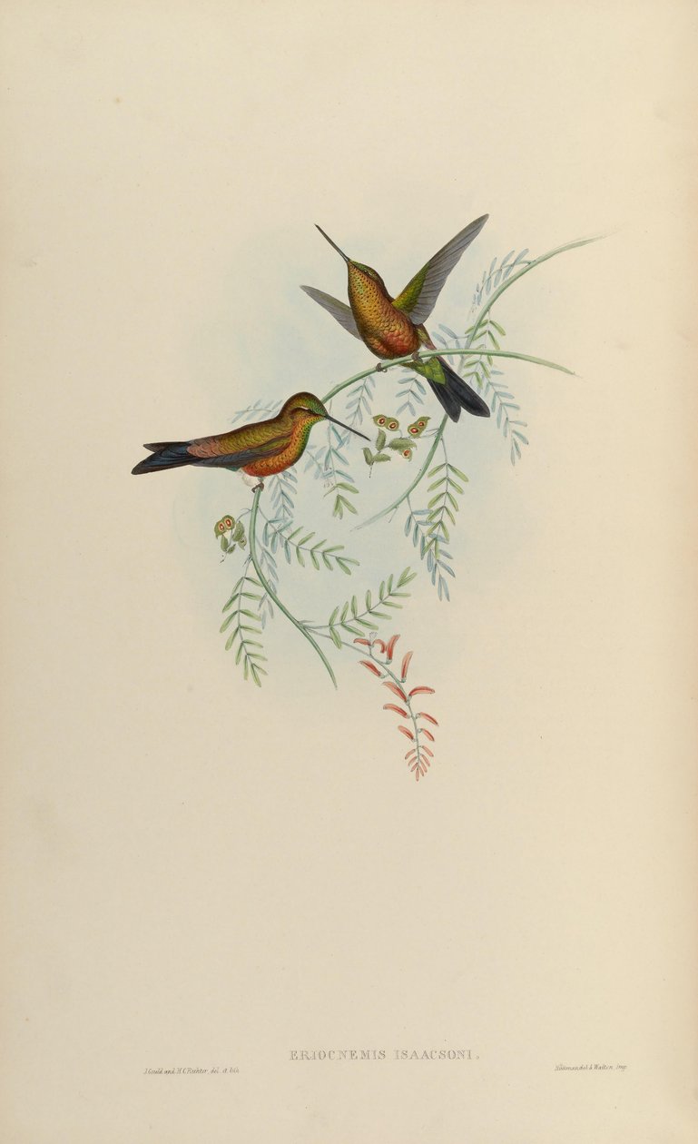 Eriocnemis isaacsoni = Eriocnemis sp. x Helianthea sp alkotó: John Gould