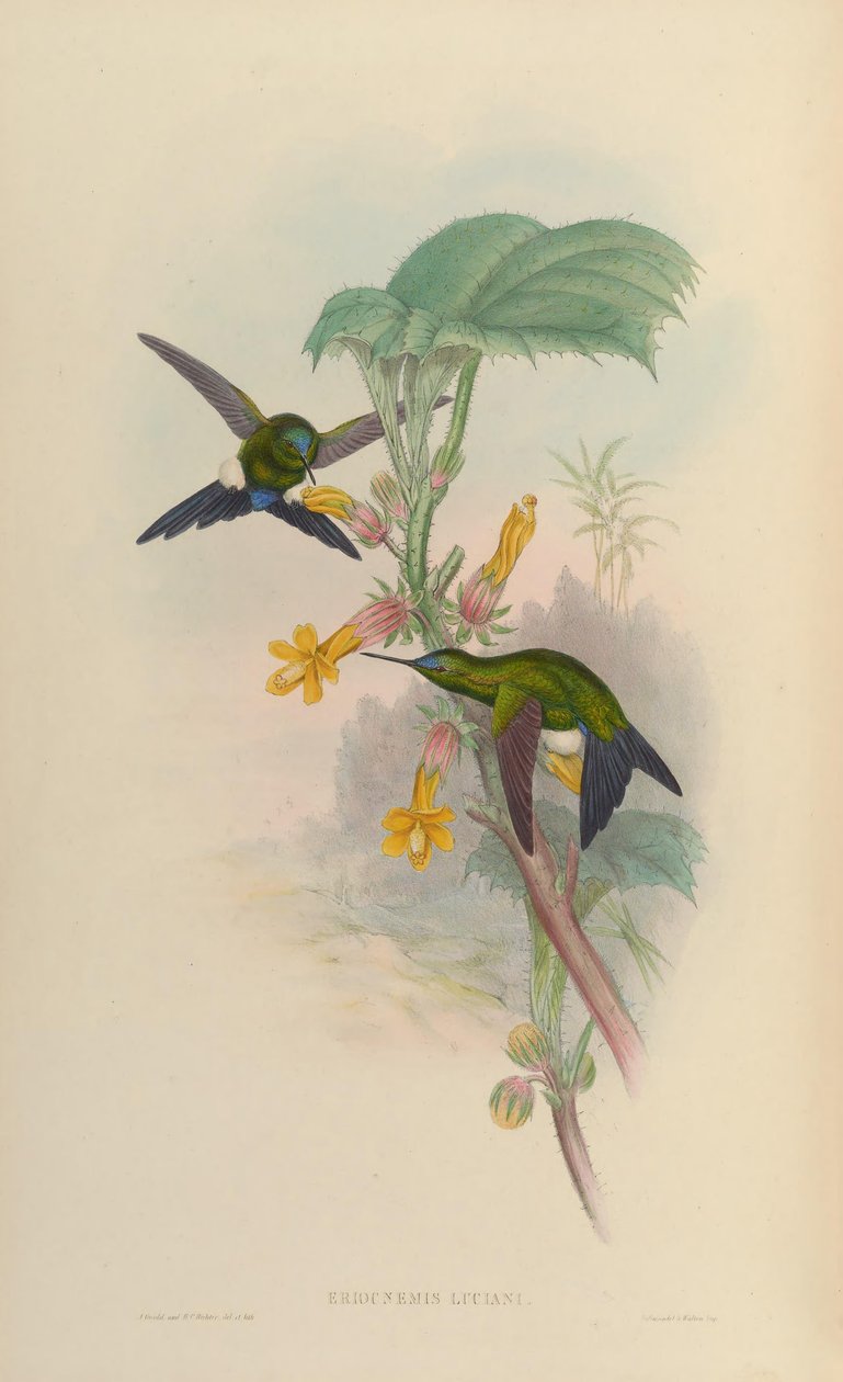 Eriocnemis luciani alkotó: John Gould